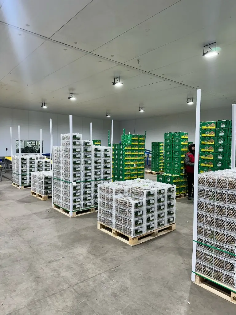 Bodega CCF — pallets de kiwi