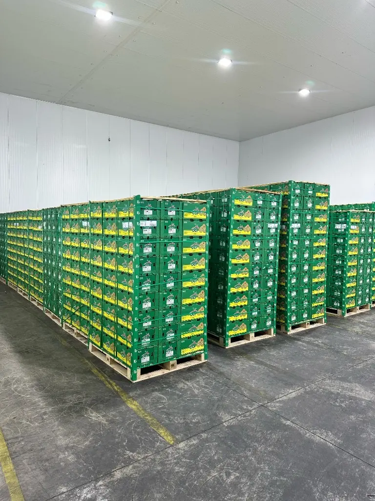Cajas CCF en cámara de frío