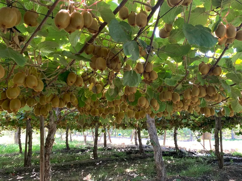 Producción CCF — kiwis en huerto